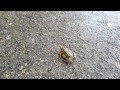 Frogs on the street