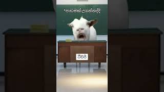 ප්‍රශ්න ගොඩයි ? #studentlife #viral #fypシ #srilanka