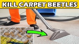 7 INSANE Natural Ways to Get Rid of CARPET BEETLES (LARVAE) from Your Home (DIY)