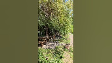 8K | Peaceful Windy Walk Through Hidden Beauty