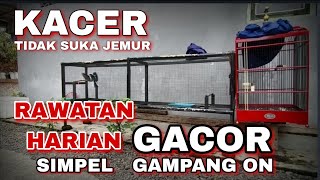 RAWATAN HARIAN KACER TIDAK SUKA JEMUR - GAMPAN ON