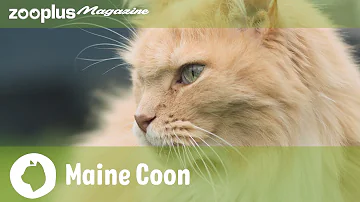 Comment mesurer la longueur d'un Maine Coon ?