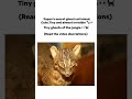 Ghost cat island !🐱 #history #truestory #horror #creepy #catshorts #japan #viral #shorts #reels