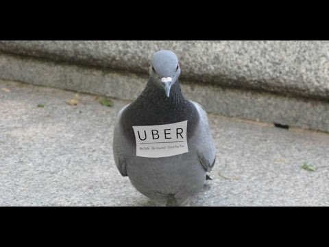 Apple \u0026 The Uber Pigeon - YouTube