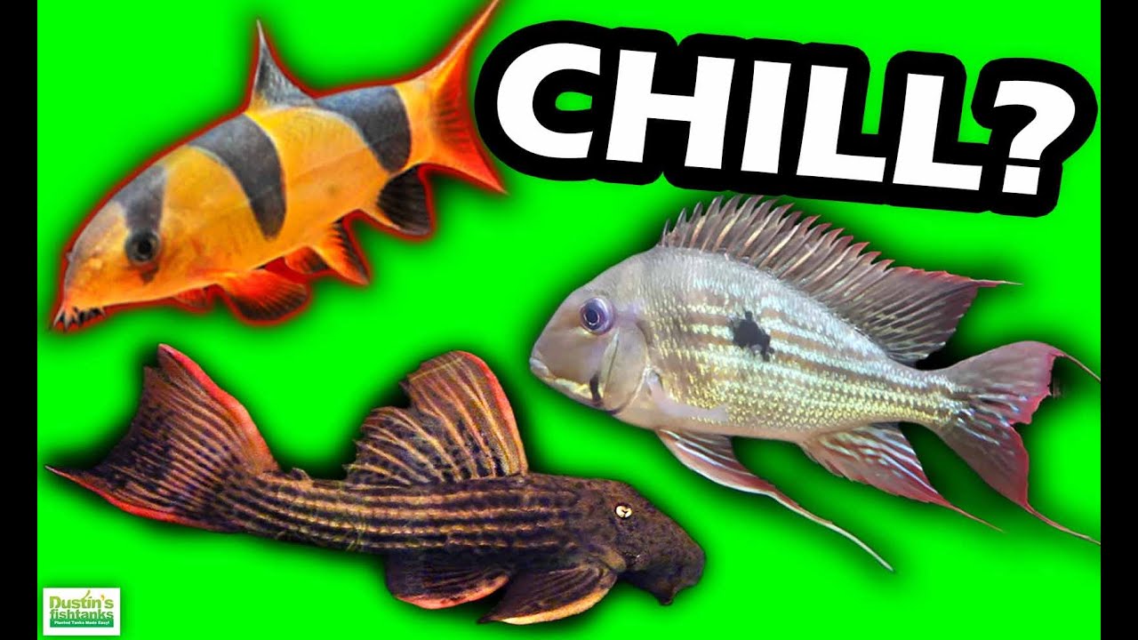 The BEST CHILL Aquarium BOTTOM Feeding Fish For Your Fish Tank