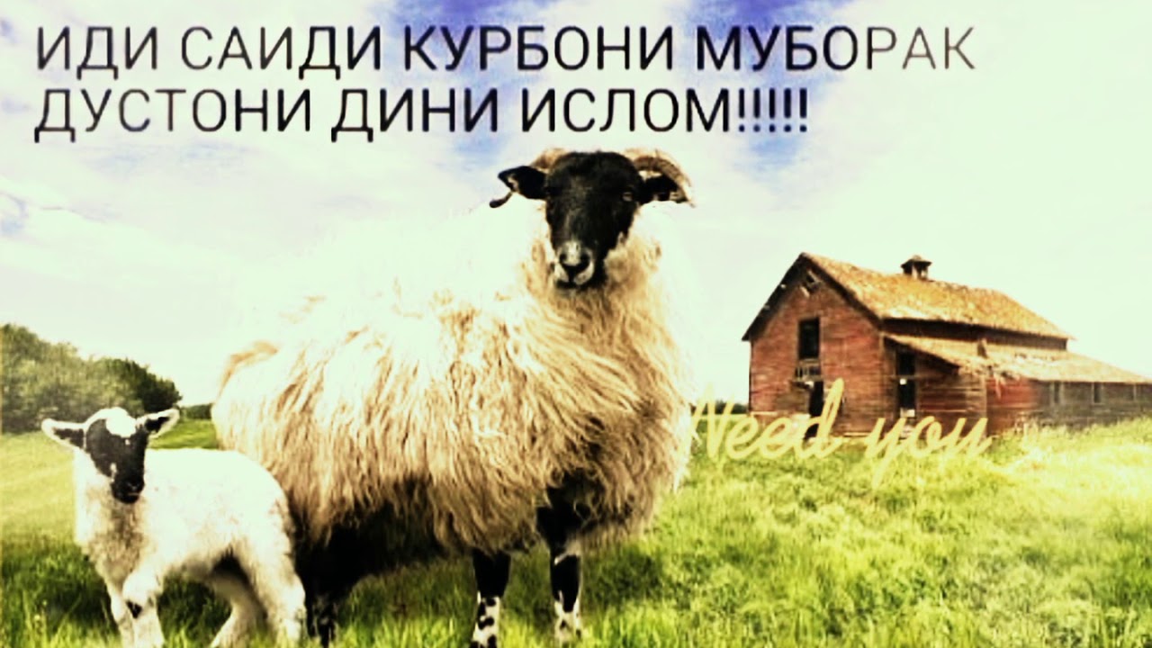 Иди курбон муборак картинки