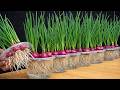Tips for growing green onions in plastic containers for extremely high yields and low costs