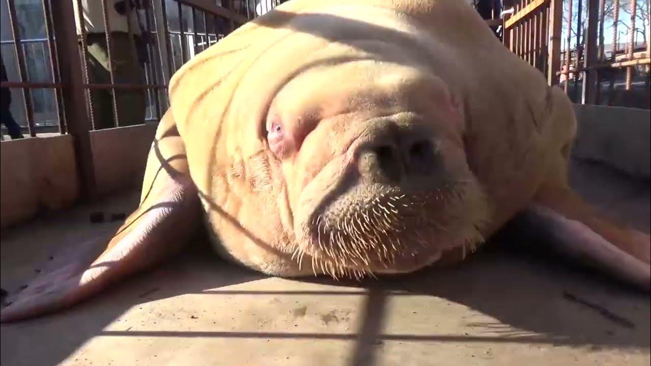 Как доставляли моржа в Бахчисарай - YouTube