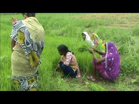indian-farmer-women-village-life-of-hard-work