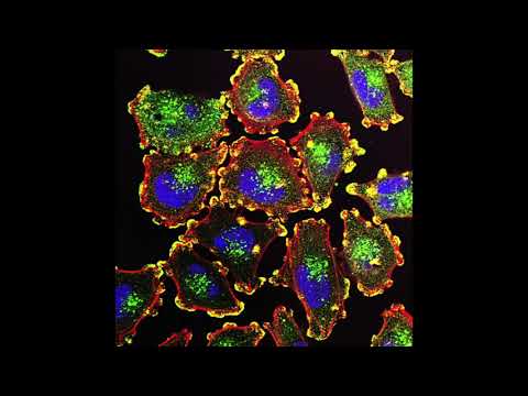 Смотреть «Avid Dancer- Feels (Official Audio)» на YouTube Смотреть «Avid Dancer- Feels (Official Audio)» на YouTube