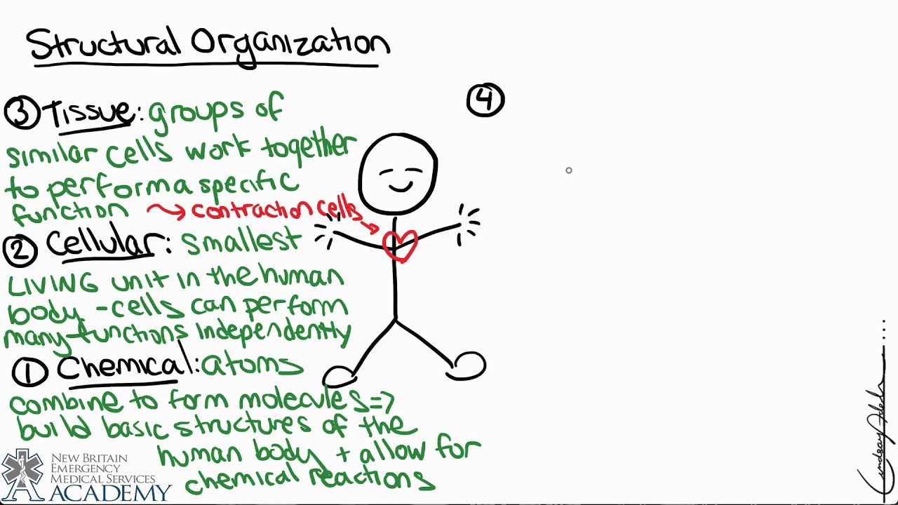 Overview of the Human Body - YouTube