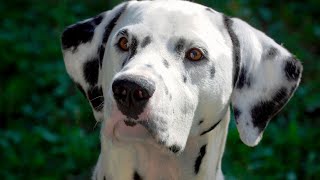 How to Manage Separation Anxiety in Dalmatians