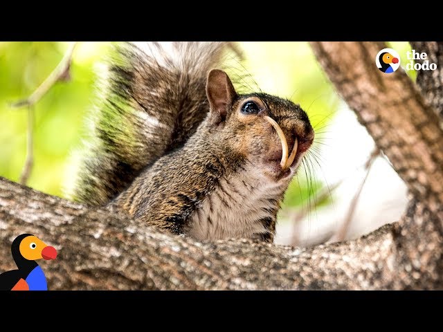 Guy Cant Stop Rescuing Squirrels | The Dodo