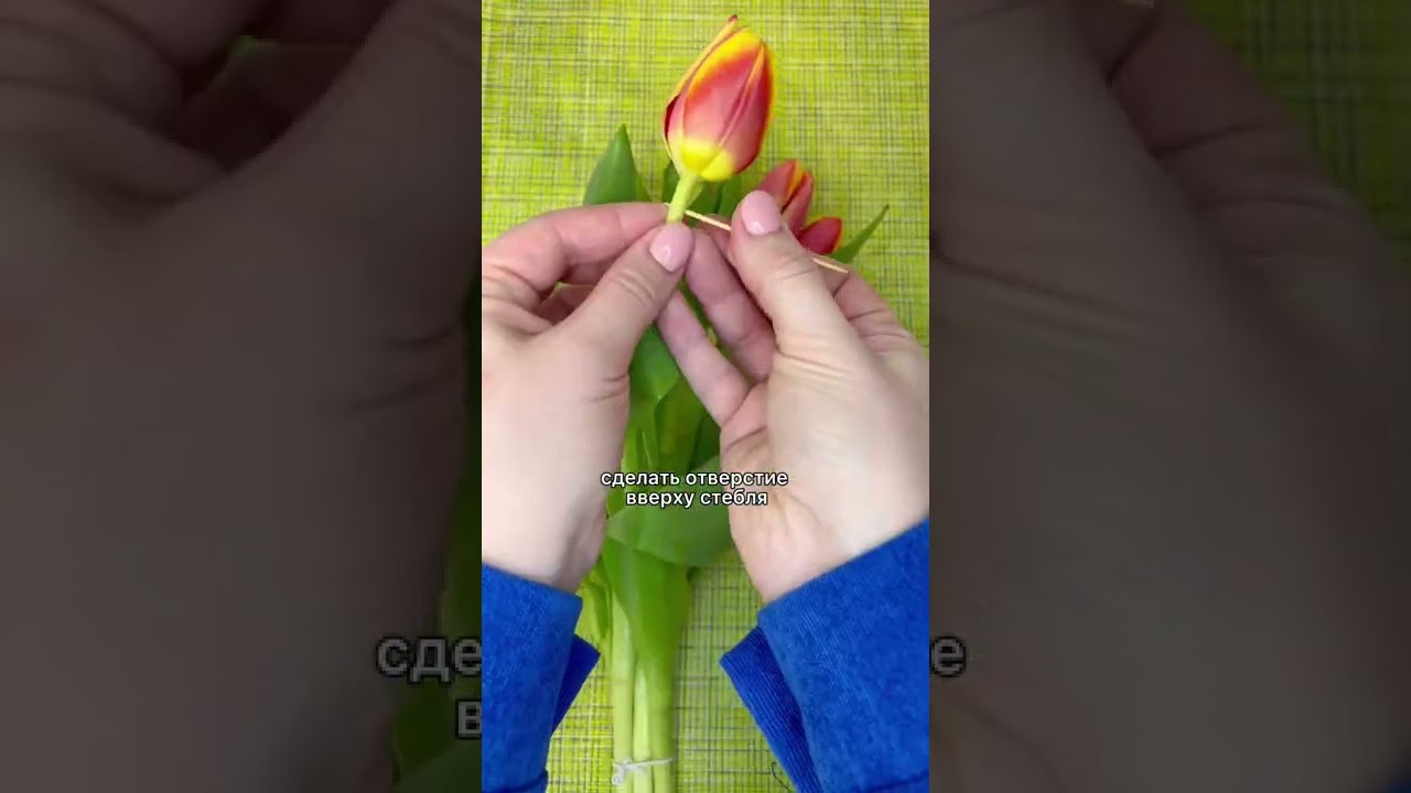 сколько тюльпанов можно подарить?