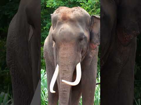 Elephants Unveiled: Nature's