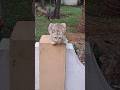 ivane kondoyi kulipik😅#cats #cat #funny #comedy #youtubeshorts #shorts #trending #viral #reels #fun