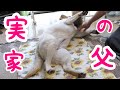 実家の父、きなことの距離を縮めれるのか？【祝8000人登録】