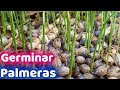 COMO GERMINAR SEMILLA DE CUALQUIER PALMERA 🌴 🌴 🌴🌴|| HUERTO CITADINO