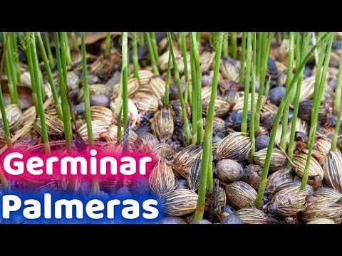 Vídeo: Com germineu les llavors de palma Bismarck?