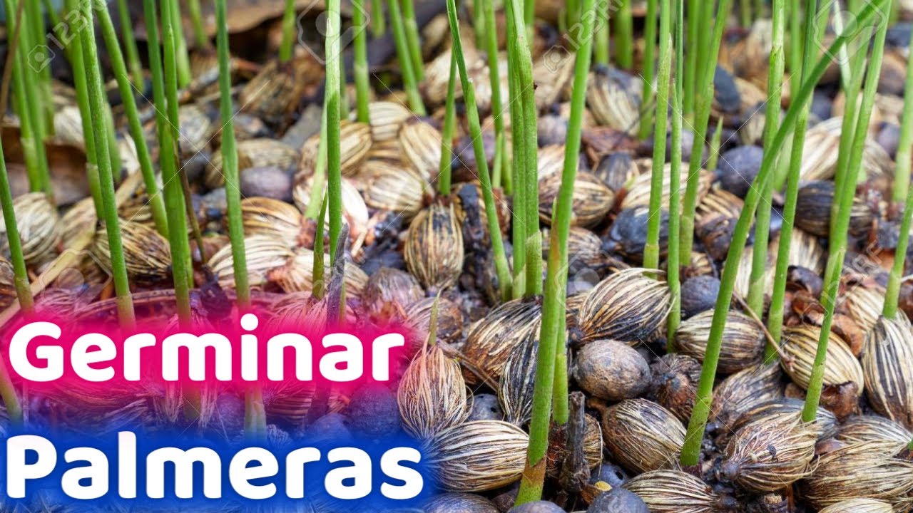 COMO GERMINAR SEMILLA DE CUALQUIER PALMERA 🌴 🌴 🌴🌴|| HUERTO CITADINO