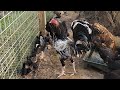 INCREÍBLE GALLINA TIENE 30 POLLITOS