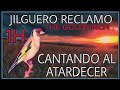 JILGUERO RECLAMO CANTANDO AL ATARDECER 🎶 Goldfinch CLAIM SINGING AT DUSK THE GOLDFINCH