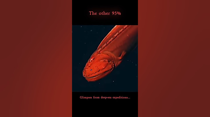 We've Barely Seen the Deep Sea
