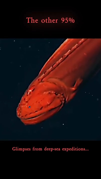 We've Barely Seen the Deep Sea
