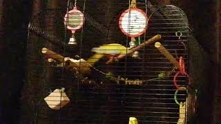 Lucky hates her swing