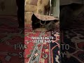You Won't Believe What Happens When Cats Discover Paper Bags!