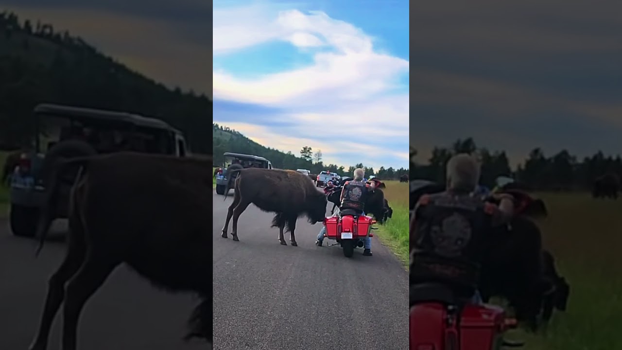 BISON PRESSURE, BIKER CONTROL 🦬🏍️