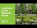Lockdown in the Waterlily House