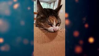 Funny cats compilation №5 / Смешная подборка котиков №5