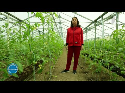 #ნაშუადღევს 3000 კვადრატულ მეტრზე გაშენებული სათბური და პომიდვრისა და მწვანილის მრავალსახეობა
