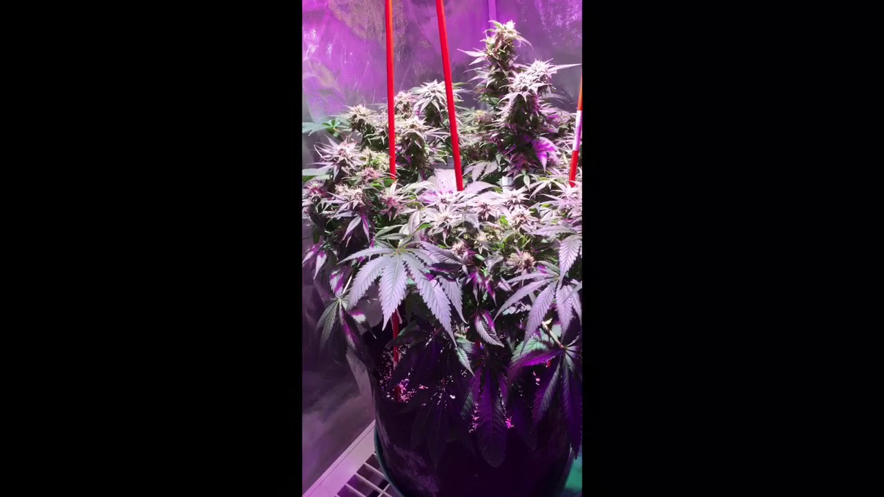 GSC/AK47 using Blomm COB leds