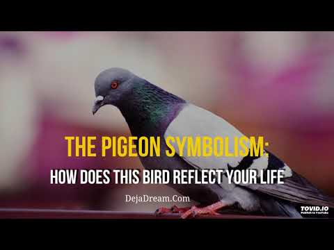 Video: Why Do Pigeons Fly Onto The Balcony