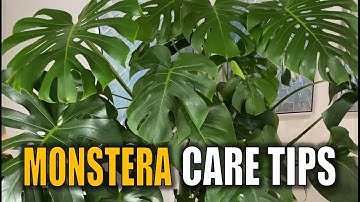 7 tips voor de verzorging van MONSTERA-planten die u moet weten: Monstera Deliciousa