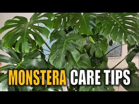 Video: Monstera augalas, kurio priežiūra yra abipusiai naudinga