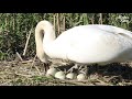 Mute swans build a nest and hatch cygnets. There is a lot of work to be done. Swan couple are busy.