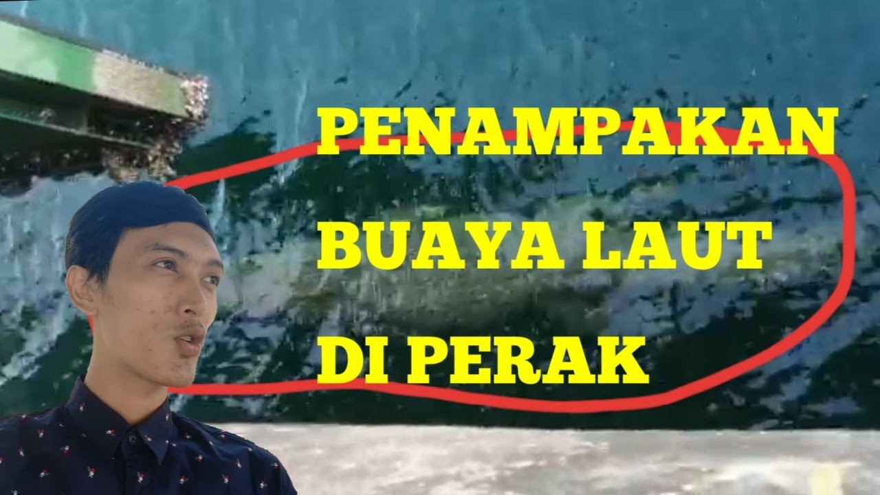  PENAMPAKAN  BUAYA LAUT  DI  LUMUT PERAK MALAYSIA YouTube