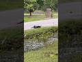 Otter VS Gator 🐊👀 Florida things 😂 #country #hunting #survival #shtf #fl #wild #insane