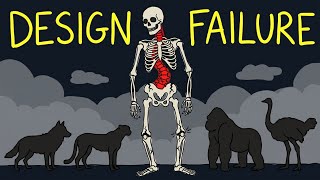 Why the Human Body is Structurally Broken