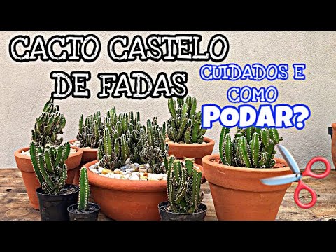 COMO CUIDAR E PODAR CACTO CASTELO DE FADAS? - thptnganamst.edu.vn