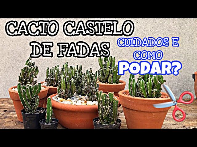 A verdade sobre o cacto castelo de fadas que não te contam; veja agora  dicas de cuidados