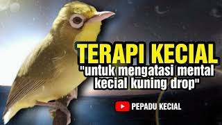 Terapi Air Kecial Kuning, Ciak Ciak Joss Untuk Mengatasi Mental Drop‼️| PEPADU KECIAL