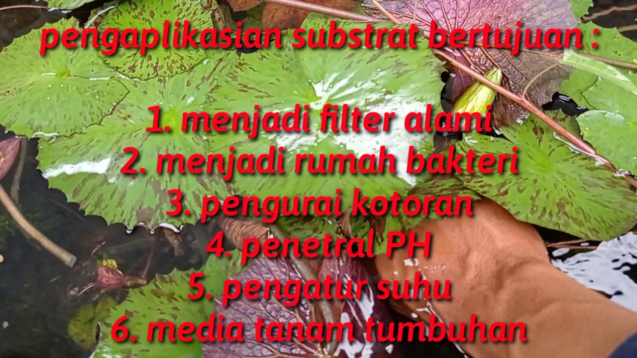 MEMBUAT KOLAM IKAN GUPPY, MOLLY, UDANG HIAS menjadi JERNIH & NATURAL