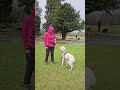 Boxer  reactivity to other dogs