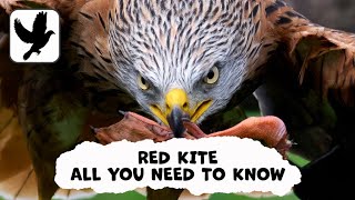 Everything You Need To Know About The Red Kite