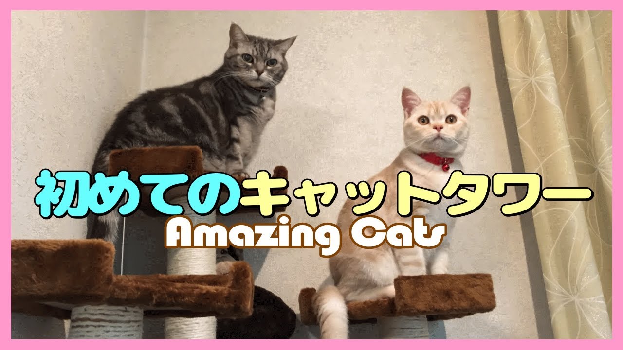 可愛い画像 キャットタワー据え置きタイプ　【使用レビュー編】