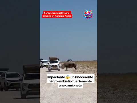 🎬 Video relacionado con rinocerontes inflables